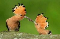 bird