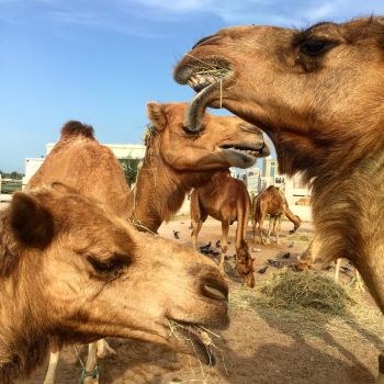 Camel pen, Doha