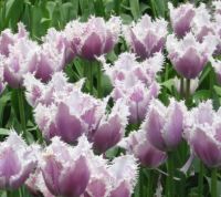 beautiful fringed tulips