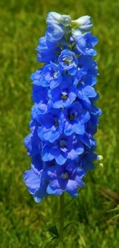 1 ~ Blauwe Ridderspoor - Delphinium.