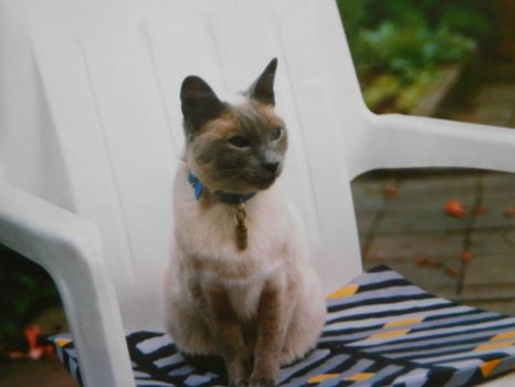 siamese cat jigsaw puzzle