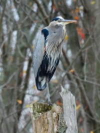Great Blue Heron at the Marsh