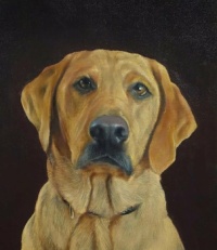 "Golden Labrador"