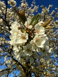 Apple tree flowers