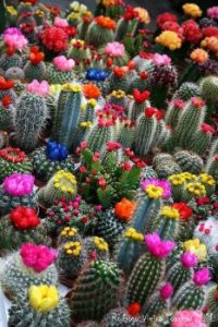 Flowering cacti
