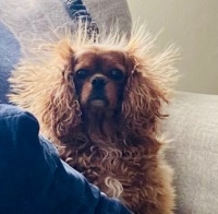 Gus and the Terrible Static Electricity Monster