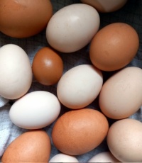 eggs