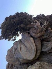 Oldest Pine Tree is 4875 years old