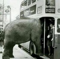 Elephant getting on bus :)