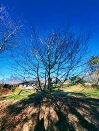 Tree with many branches