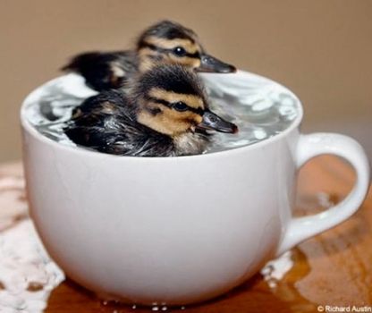 baby duck in a cup