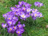 Crocus