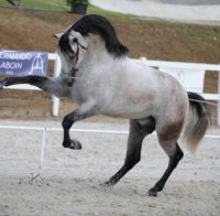gray-horse-fury-andalusian-dapple-grey-horses-spanish-254009