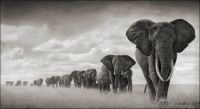 The Elephant Herd