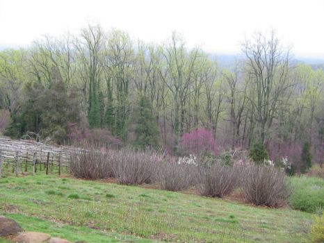 Spring, 2008   Monticello, Virginia