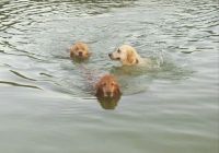 My 3 Dogs Swimming