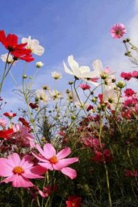 Field of Cosmos.Pink and white.