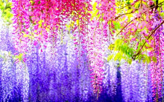 Wisteria - Spring Beauty (May17P04)
