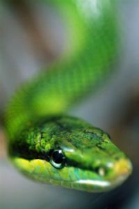 A REAL Green Movement