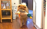 Saski and Duck