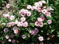 pink miniature roses