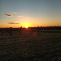 Západ slunce nad vinohrady
