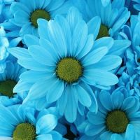 Daisy-Turquoise