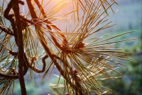 Plum Island Pine