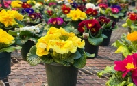 Primrose display at local nursery