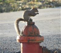 Hanging Out on the Hydrant