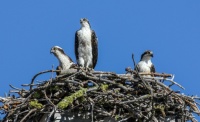 BABY OSPREYS