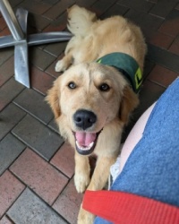 Ellie, Service Dog in Training