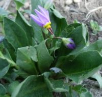 Kdybych věděla, co to m&aacute;m. (Na&scaron;li - je to Dodecatheon)