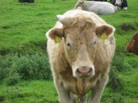 Irish Livestock
