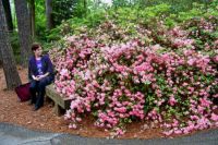 Pink Azaleas