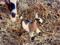 Jeanne's Dream Mini Goat