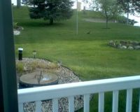 Can you find the duck