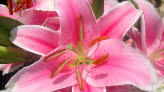 Spring Lily 2