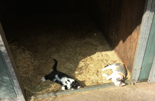 Solve Two stable cats - brother and sister - enjoying the sun jigsaw ...