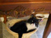 Alvin in his basket