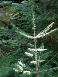 Nature at Agawa Bay