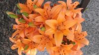 lilies