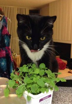 Can't get any fresher catnip than this!