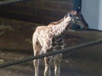 Baby Giraffe