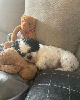 Puppy laying on teddy bear