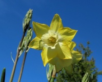 yellow daffodil with light colored trumpet