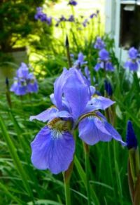 Blue Siberian Iris in Evening Light
