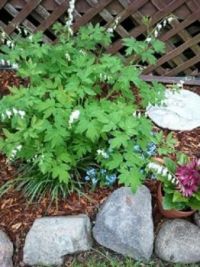 White Bleeding Heart