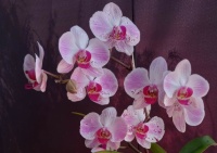 MY ORCHID