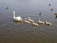 Swan with little ones